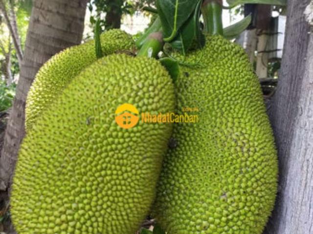 Mặt bằng bán
