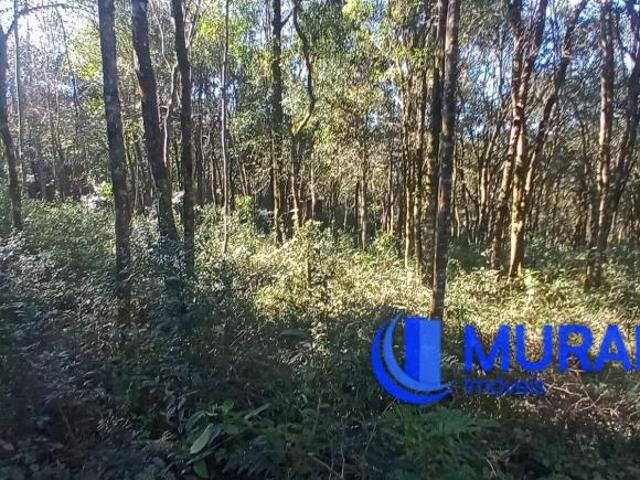 Sítio e chácara venda em Região Geográfica Imediata de Caxias do Sul, Caxias do Sul