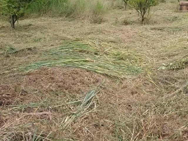 Sítio e chácara venda em Londrina, Higienópolis