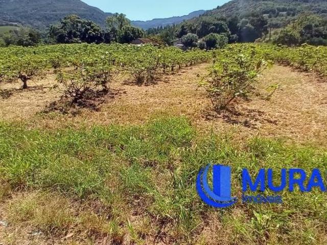 Sítio e chácara venda em Região Geográfica Imediata de Caxias do Sul, Nova Petrópolis