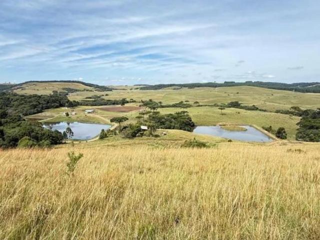 Sítio e chácara venda em Região Geográfica Imediata de Caxias do Sul, Caxias do Sul