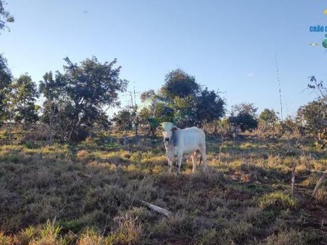 Sítio e chácara venda em Região Geográfica Imediata de Campo Grande, Jaraguari