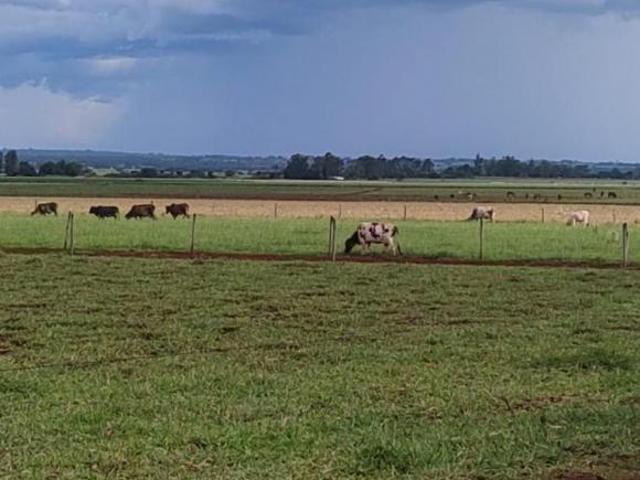 Sítio e chácara venda em Região Geográfica Imediata de Campo Grande, Sidrolândia