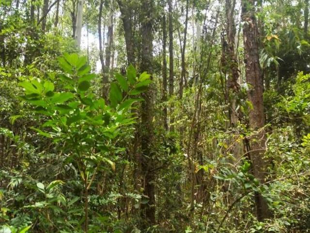 Sítio e chácara venda em Pau dos Ferros, Região Nordeste