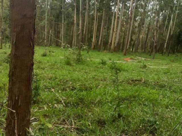 Sítio e chácara venda em Pau dos Ferros, Região Nordeste