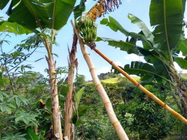 Sítio e chácara venda em Região Imediata de São José dos Campos, Região Metropolitana do Vale do Paraíba e Litoral Norte
