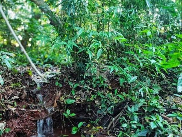 Sítio e chácara venda em Região Geográfica Imediata de Cascavel, Cascavel