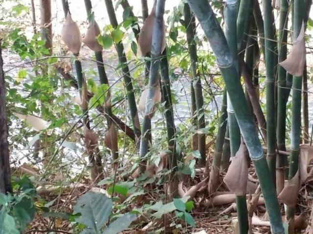 Sítio e chácara venda em Bandeira, Região Sudeste