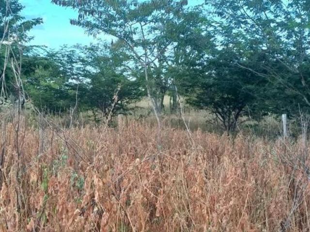 Sítio e chácara venda em Região Geográfica Imediata de Janaúba, Verdelândia
