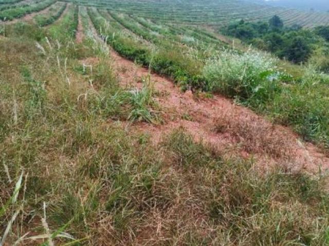 Sítio e chácara venda em Região Geográfica Imediata de Alfenas, Machado