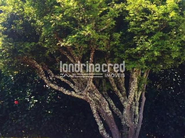 Sítio e chácara venda em Região Geográfica Imediata de Londrina, Cambé