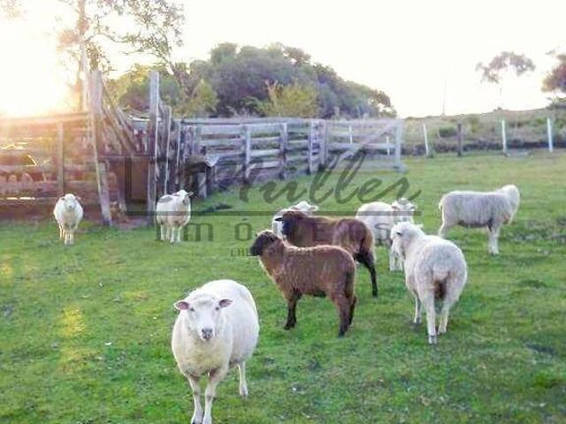 Sítio e chácara venda em Região Geográfica Imediata de Santa Cruz do Sul, Encruzilhada do Sul