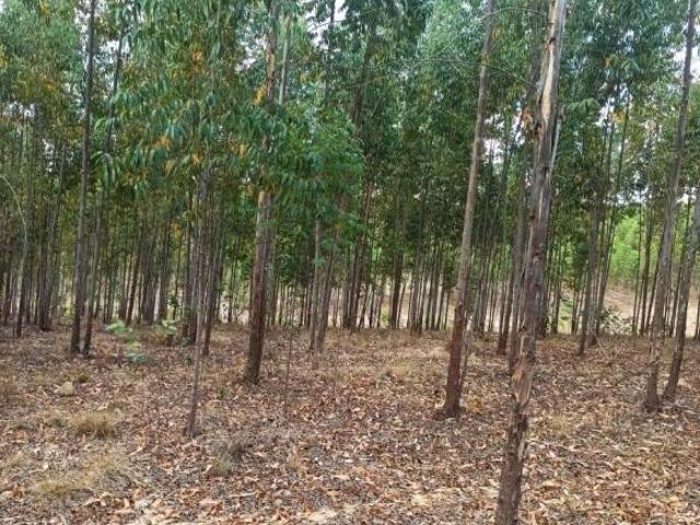 Sítio e chácara venda em Região Geográfica Imediata de Sete Lagoas, Paraopeba