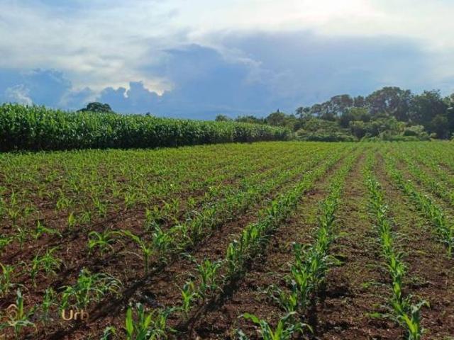 Sítio e chácara venda em Região Geográfica Imediata de Rio Verde, Rio Verde