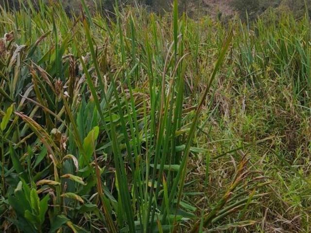 Sítio e chácara venda em Região Imediata de Guaratinguetá, Região Metropolitana do Vale do Paraíba e Litoral Norte