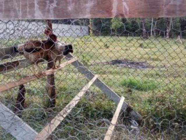 Sítio e chácara venda em Região Imediata de Santos, Região Metropolitana da Baixada Santista