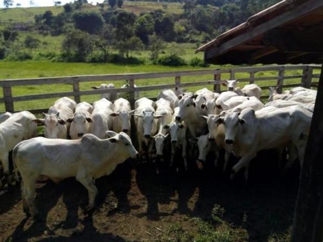 Sítio e chácara venda em Região Geográfica Imediata de Gurupi, Formoso do Araguaia
