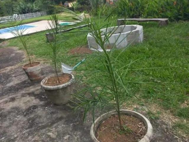 Sítio e chácara venda em Região Geográfica Imediata de Pouso Alegre, Santa Rita do Sapucaí