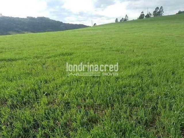 Sítio e chácara venda em Região Geográfica Imediata de Londrina, Tamarana