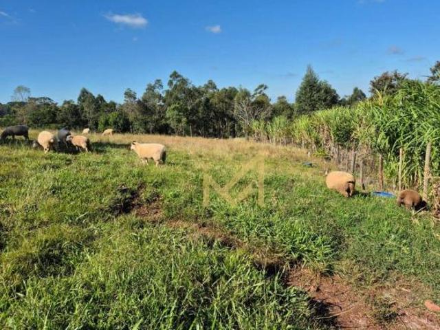 Sítio e chácara venda em Boa Vista da Aparecida, Região Geográfica Intermediária de Cascavel