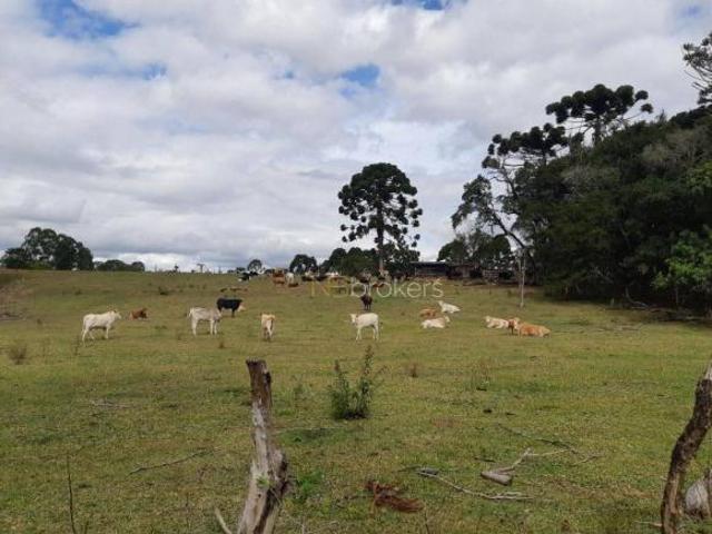 Sitio venda em Araucaria