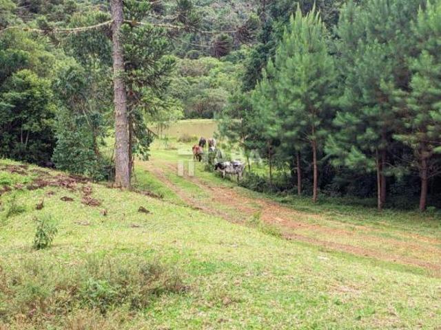Sítio e chácara venda em Ribeirão do Tigre, Quatro Barras