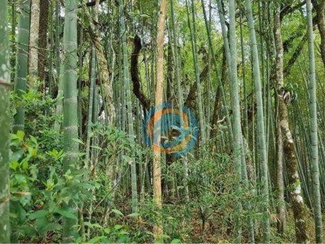 Sítio e chácara venda em Região Geográfica Imediata de Curitiba, Região Metropolitana de Curitiba