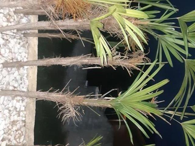 Sítio e chácara venda em Arujá