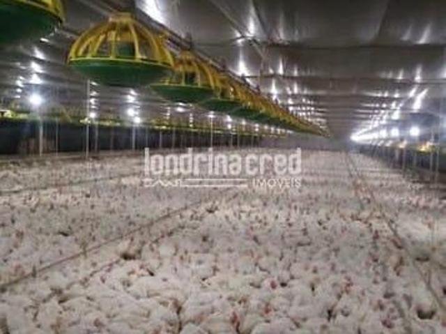 Sítio e chácara venda em Alvorada do Sul, Paraná