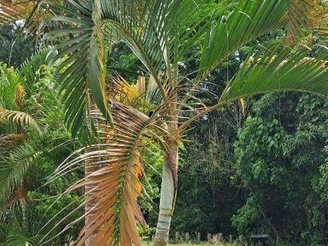 Terreno venda em Região Imediata de Jundiaí, Jarinu