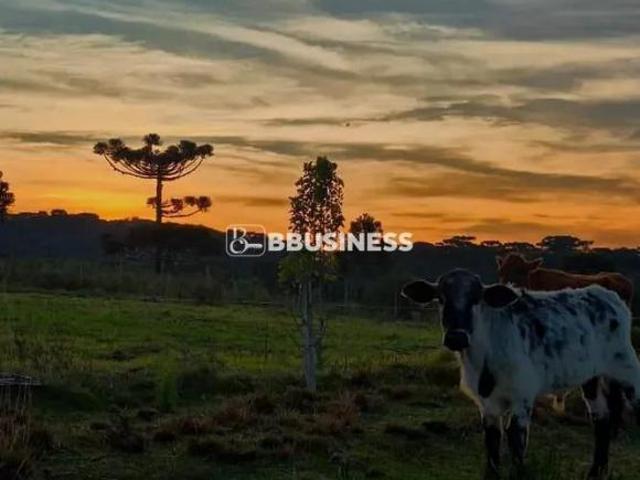 Sítio e chácara venda em Região Geográfica Imediata de Caxias do Sul, Caxias do Sul