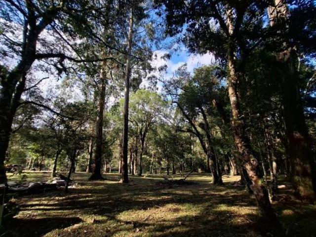 Sítio e chácara venda em Região Geográfica Imediata de Curitiba, Região Metropolitana de Curitiba