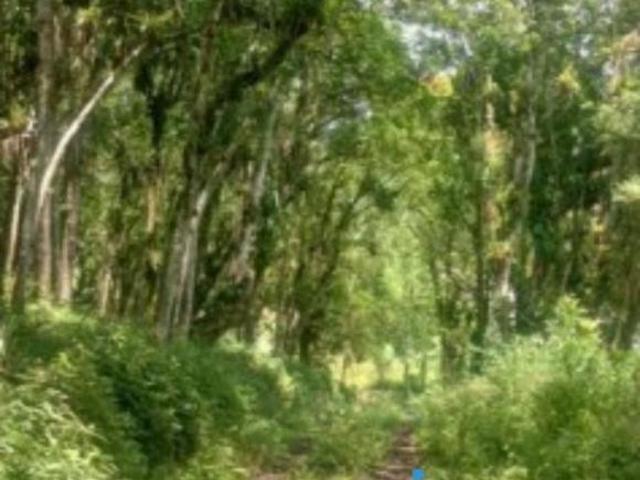 Sítio e chácara venda em Região Geográfica Imediata de Paranaguá, Antonina