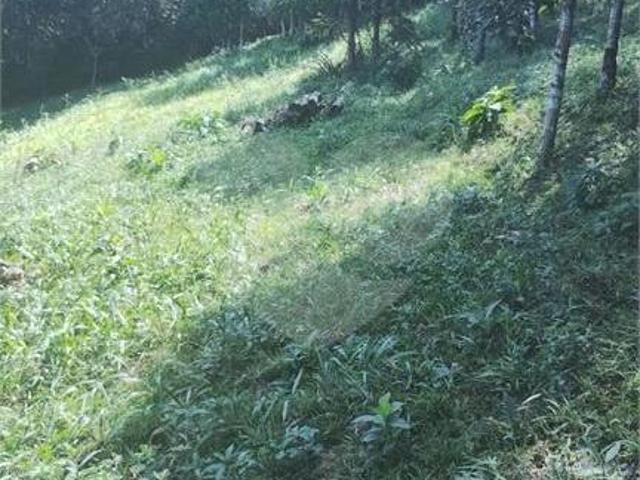 Sítio e chácara venda em Região Geográfica Imediata de Curitiba, Região Metropolitana de Curitiba