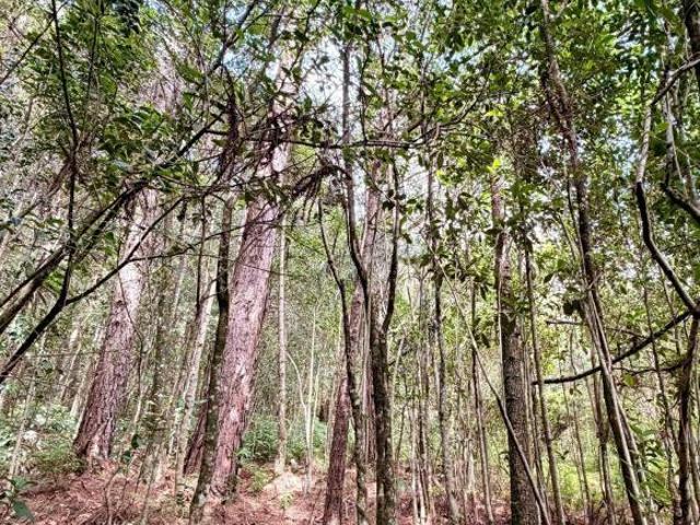 Sítio e chácara venda em Região Geográfica Imediata de Caxias do Sul, Caxias do Sul