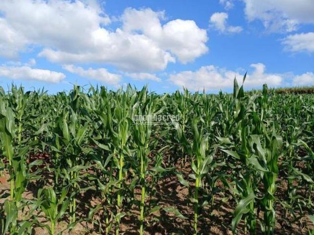 Sítio e chácara venda em Região Geográfica Imediata de Londrina, Tamarana