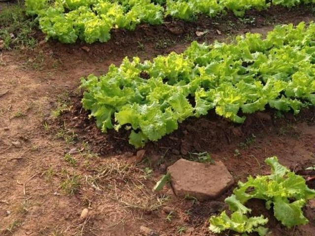 Sítio e chácara venda em Região Imediata de Campinas, Região Metropolitana de Campinas