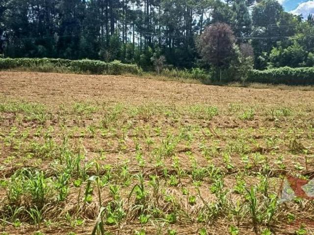 Sítio e chácara venda em Região Geográfica Imediata de Curitiba, Região Metropolitana de Curitiba