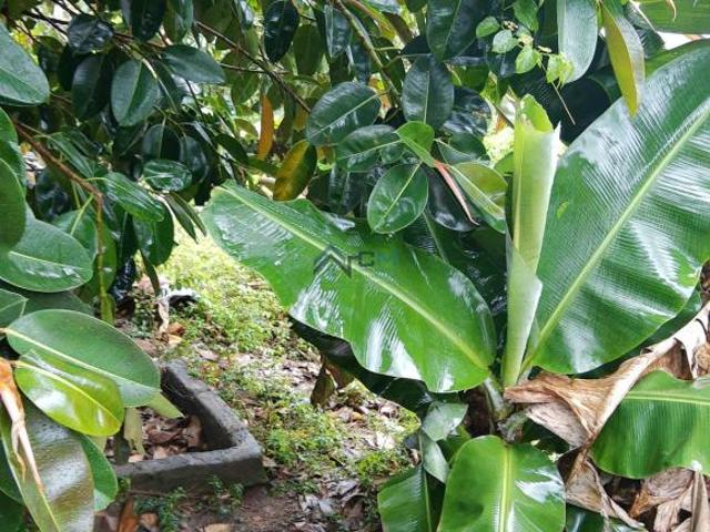 Sítio e chácara venda em Santa Branca