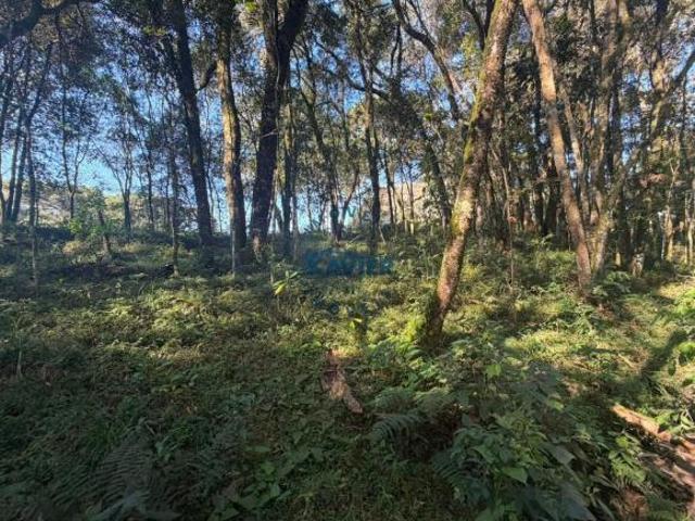 Sítio e chácara venda em Região Geográfica Imediata de Curitiba, Região Metropolitana de Curitiba