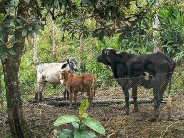 Sítio e chácara venda em rocio, Cananéia