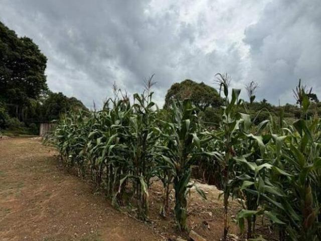 Sítio e chácara venda em Região Geográfica Imediata de Curitiba, Região Metropolitana de Curitiba