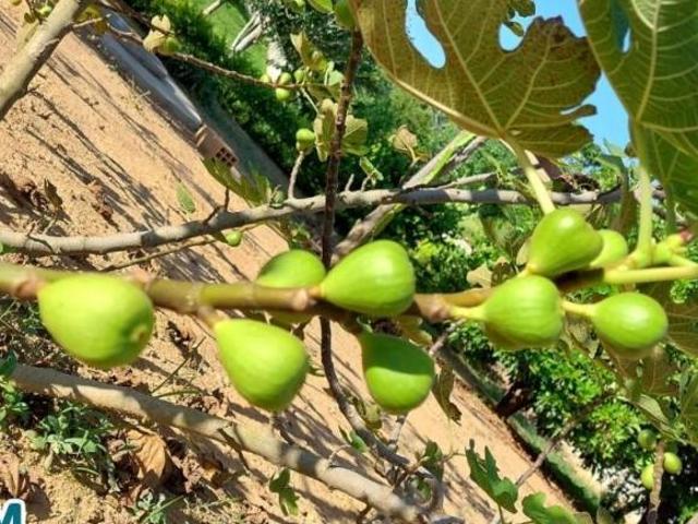Sítio e chácara venda em Região Geográfica Imediata de Caratinga, Bom Jesus do Galho