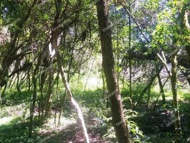 Sítio e chácara venda em Região Geográfica Imediata de Curitiba, Região Metropolitana de Curitiba
