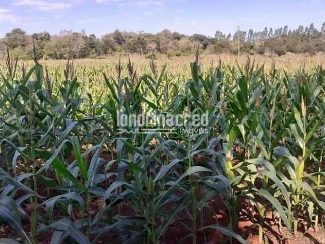 Sítio e chácara venda em Região Geográfica Imediata de Toledo, Santa Helena