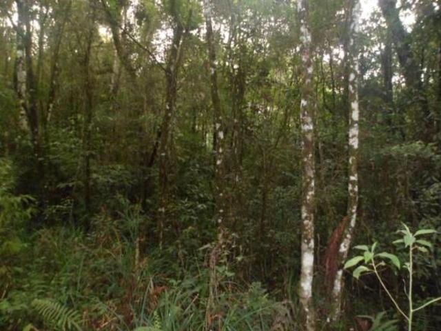 Sítio e chácara venda em Região Geográfica Imediata de Curitiba, Região Metropolitana de Curitiba