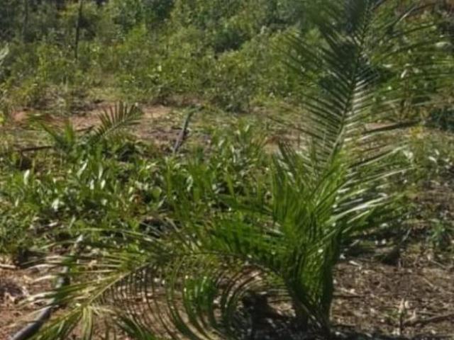 Sítio e chácara venda em Região Imediata de Botucatu, Bofete