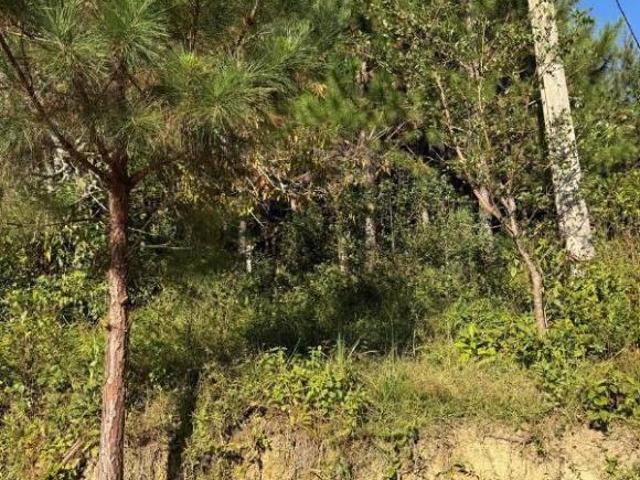 Sítio e chácara venda em Campina Grande do Sul, Região Geográfica Intermediária de Curitiba