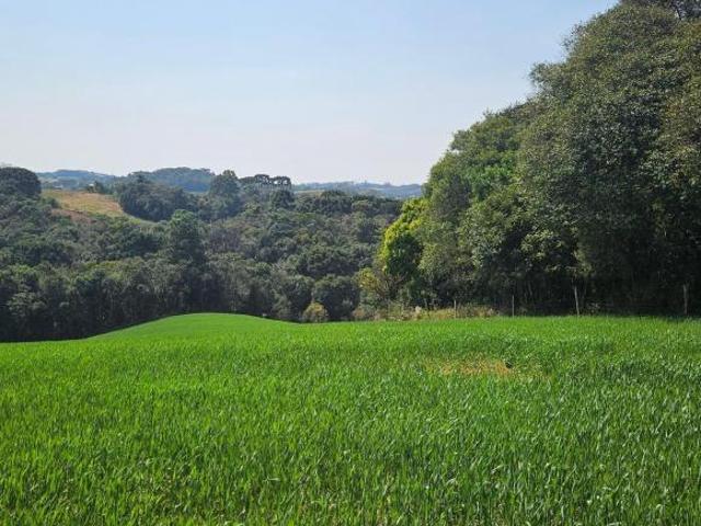 Sítio e chácara venda em Região Geográfica Imediata de Curitiba, Região Metropolitana de Curitiba