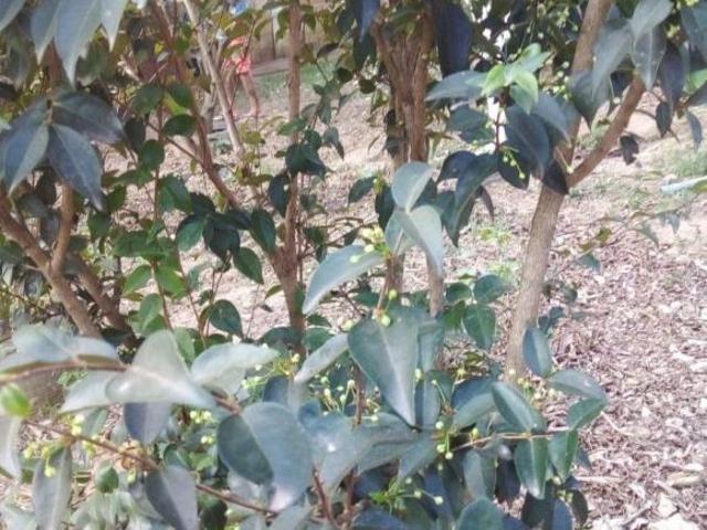 Sítio e chácara venda em Piedade, São Paulo